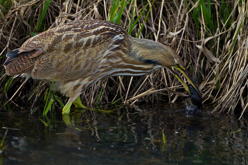 American Bittern Eating Frog